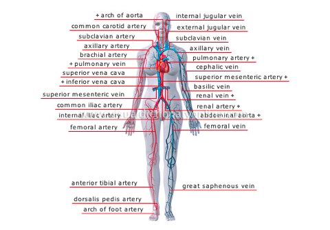 How Many Veins Have You Tapped Into?
