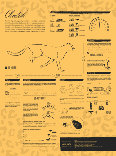 Example of an infographic with a cheetah moving