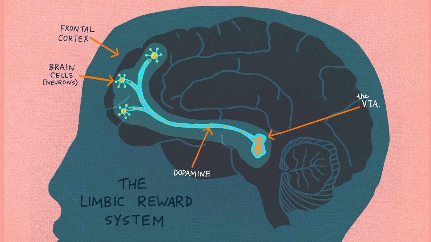 how to write an introduction for an article The Limbic Reward System lights up when curiosity is piqued.