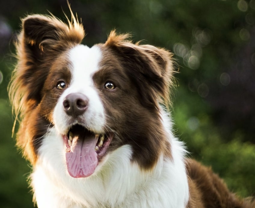 Brown and white border collie playfully gazes around surrounded by nature