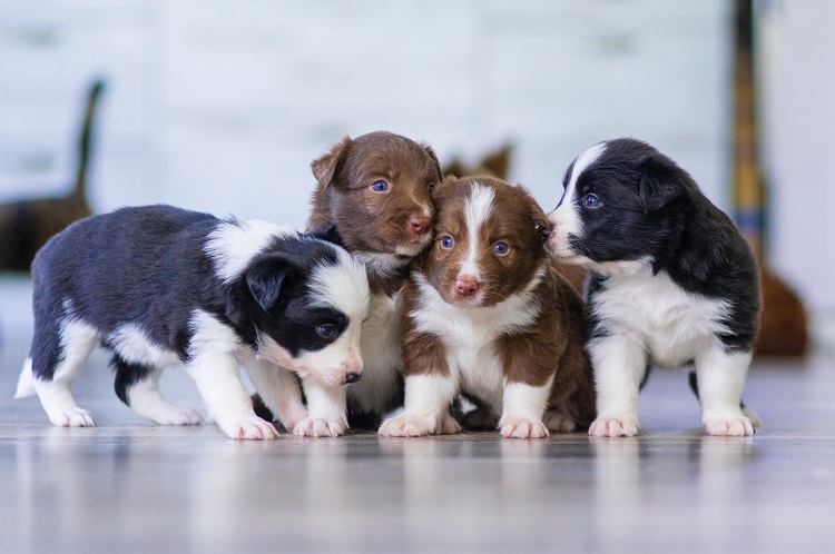 Image of four dog puppies