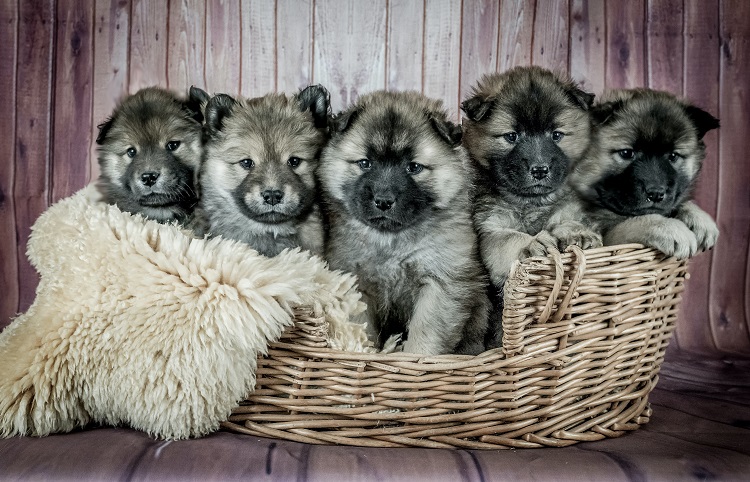 Image of five dog puppies in a basket