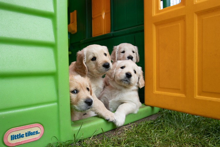 How to Start a Dog Breeding Business