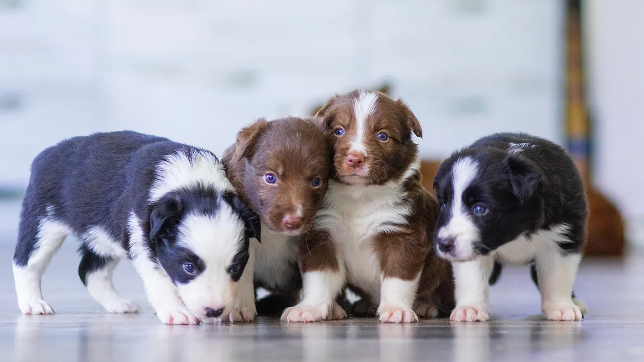 How to Start a Dog Breeding Business in 11 Simple Steps