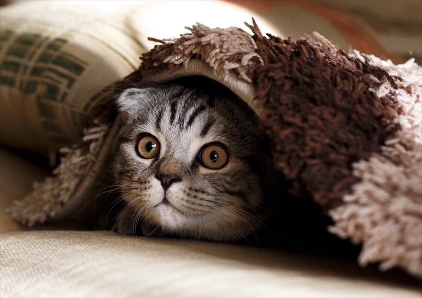 Cat peaking out from under a blanket. 